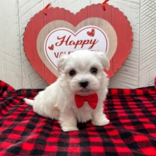 Maltese Puppy Hugo