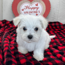 Maltese Puppy Hugo