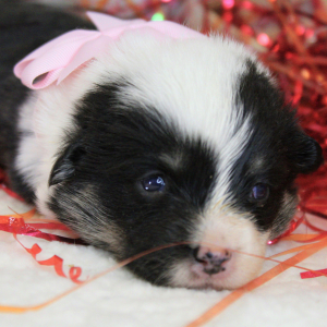 Pembroke Welsh Corgi Puppy April