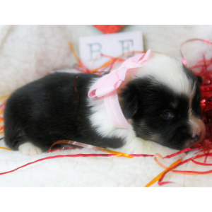 Pembroke Welsh Corgi Puppy April