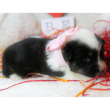 Pembroke Welsh Corgi Puppy April