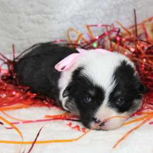 Pembroke Welsh Corgi Puppy April