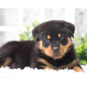 Rottweiler Puppy Bandit