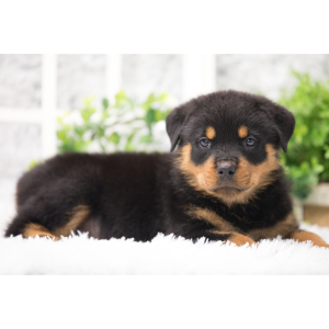 Rottweiler Puppy Bandit