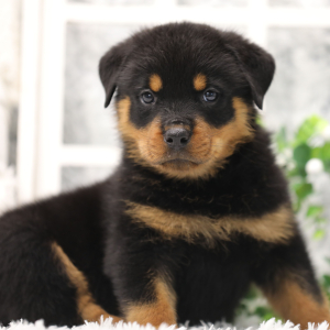 Rottweiler Puppy Bandit