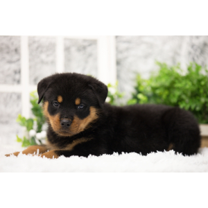Rottweiler Puppy Bandit