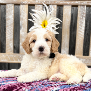 Goldendoodle Puppy Harley