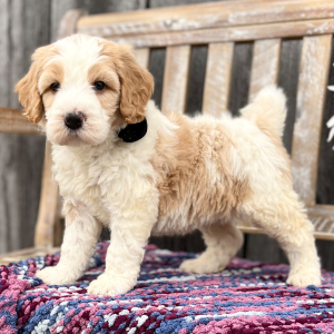 Goldendoodle Puppy Harley