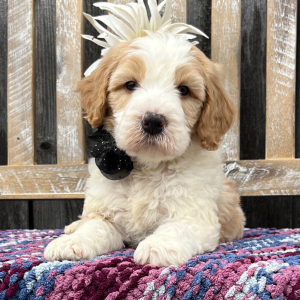 Goldendoodle Puppy Harley