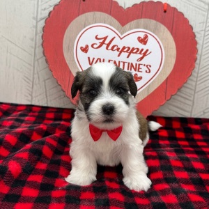 Havanese Puppy Isaac