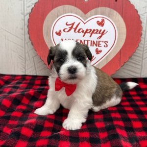 Havanese Puppy Isaac
