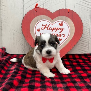 Havanese Puppy Isaac