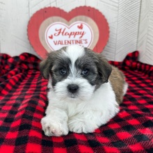 Havanese Puppy Isaac