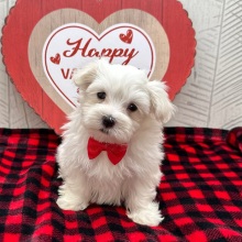 Maltese Puppy Jordan
