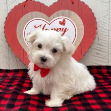 Maltese Puppy Jordan