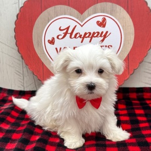 Maltese Puppy Jordan