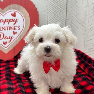 Maltese Puppy Jordan