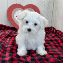 Maltese Puppy Jordan