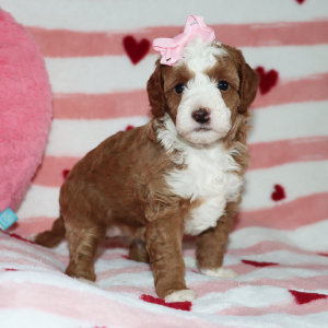 Goldendoodle Puppy Bonnie