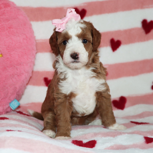 Goldendoodle Puppy Bonnie