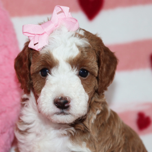 Goldendoodle Puppy Bonnie