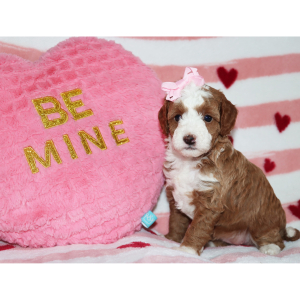 Goldendoodle Puppy Bonnie