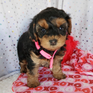 Yorkiepoo Puppy Winston