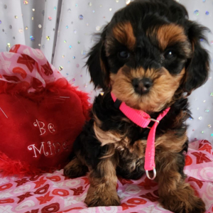 Yorkiepoo Puppy Winston