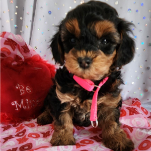 Yorkiepoo Puppy Winston