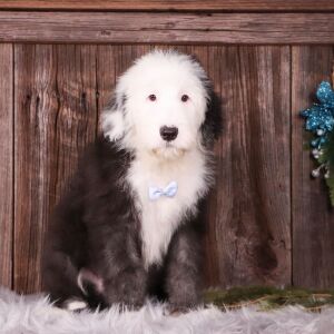 Sheepadoodle Puppy Ajax