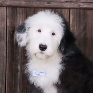 Sheepadoodle Puppy Ajax
