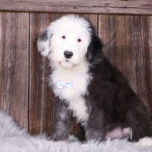 Sheepadoodle Puppy Ajax