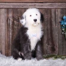 Sheepadoodle Puppy Ajax