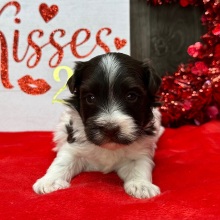 Havanese Puppy Frankie