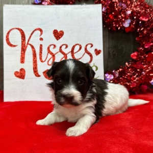 Havanese Puppy Frankie