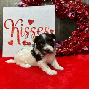 Havanese Puppy Frankie