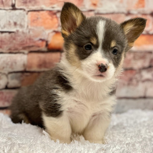 Pembroke Welsh Corgi Puppy Sadie