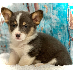 Pembroke Welsh Corgi Puppy Sadie