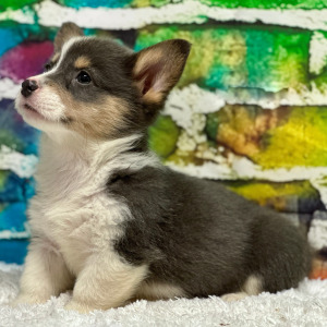 Pembroke Welsh Corgi Puppy Sadie