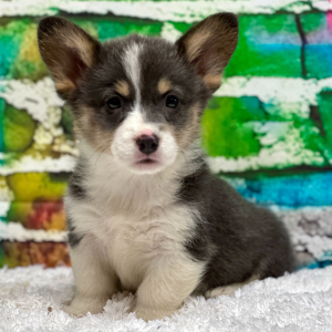 Pembroke Welsh Corgi Puppy Sadie