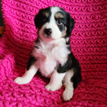 Australian Shepherd Puppy Lily