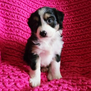 Australian Shepherd Puppy Lily