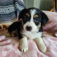 Australian Shepherd Puppy Lily
