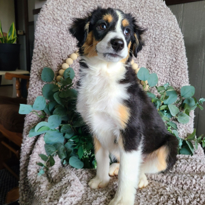 Australian Shepherd Puppy Lily