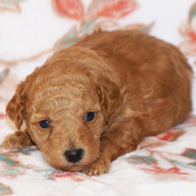 Poodle Puppy Mack