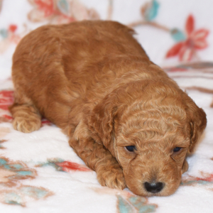 Poodle Puppy Mack
