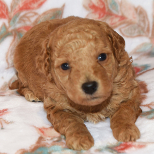Poodle Puppy Mack