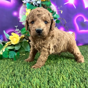 Goldendoodle Puppy Colin