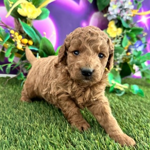 Goldendoodle Puppy Colin