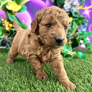 Goldendoodle Puppy Colin